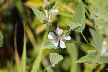 Marsh-mallow çiçeğinin ön planda seçici bir odak noktası var.