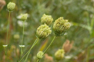 Arka planda bulanık bitkiler olan yeşil yaban havucu tohumlarının yakın çekimi