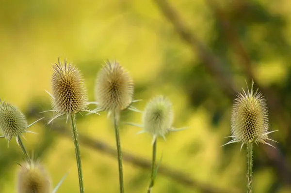 Close Cutleaf Teasel Green Seeds Selective Focus Foreground — Stockfoto