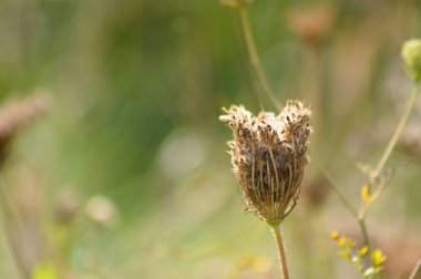 Arka planı bulanık olan kurutulmuş havuç tohumlarının yakın plan çekimi.