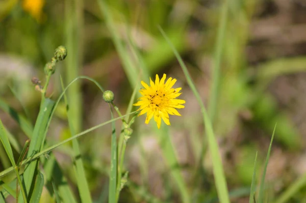 Close Yellow Perennial Sowthistle Flower Selective Focus Foreground — Foto Stock