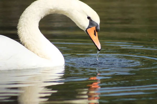 Close Swan Reflected Ripple Water Searching Water Side View — Stock Photo, Image