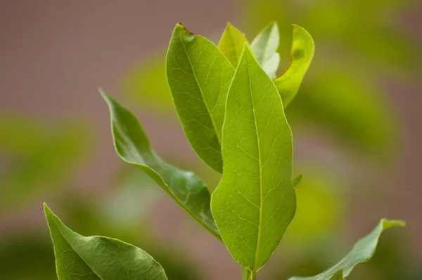 Close-up of bay laurel green leaves with blurred background