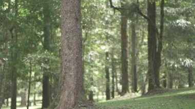 Asyalı Baba ve Çocuk Sevgisi 'nin Portresi Park' taki etkinliklerden keyif alıyor - Oynuyor, El ele tutuşuyor, Yavaş Hareket Ediyor