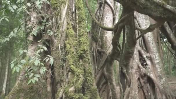 Friedliche Grüne Botanische Garten Open Space Landscape Park Bäume Reste — Stockvideo