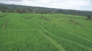 Bali Endonezya 'nın Zaman Hızı Jatiluwih Pirinç Terasları Paddy Fields Subak Sistemi Dramatik Yeşil Manzara UNESCO Dünya Mirasları Bölgesi Tabanan Köyü' ndeki Tepe Tarlası