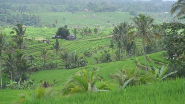 Time Lapse Bali Indonesia Jatiluwih Rýžové Terasy Paddy Fields Subak — Stock video