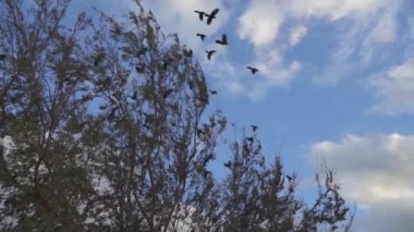 Beyaz Kaya Gölü Dallas Teksas 'ta Gri Kuşların Yavaş Hareketi ve Mallard Ördekleri