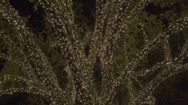 Güzel Renkli Noel Işıkları Mahalledeki Ağaçlar