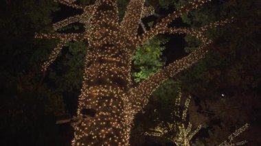 Güzel Renkli Noel Işıkları Mahalledeki Ağaçlar