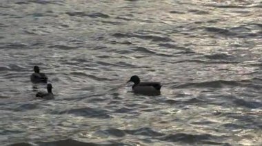 Beyaz Kaya Gölü Dallas Teksas 'ta Gri Kuşların Yavaş Hareketi ve Mallard Ördekleri