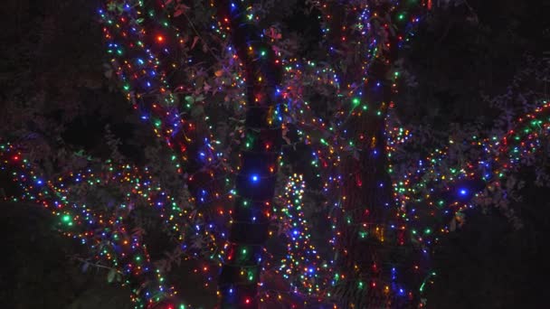 Beautiful Colorful Christmas Lights Trees Neighborhood — Stock Video