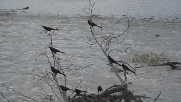 Slow Motion Grackle Birds Mallard Ducks White Rock Lake Dallas — Vídeo de Stock