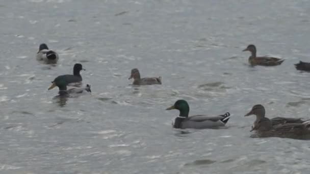 Slow Motion Grackle Birds Mallard Ducks White Rock Lake Dallas — стокове відео