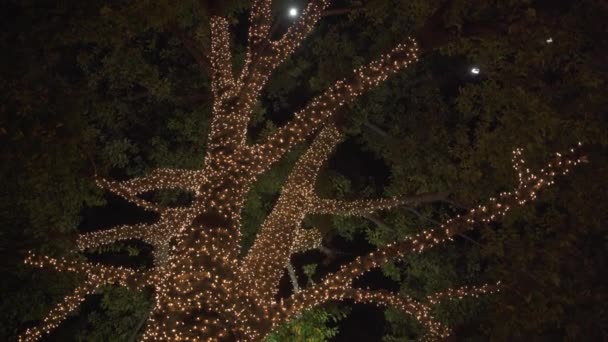 Beautiful Colorful Christmas Lights Trees Neighborhood — Stock Video