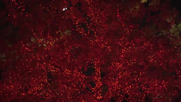 Beautiful Colorful Christmas Lights Trees Neighborhood — Stock Video