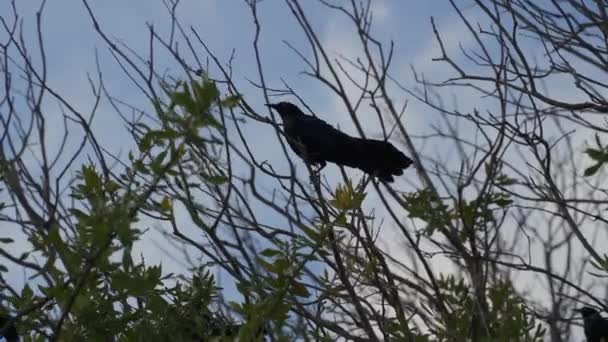 Slow Motion Grackle Birds Mallard Kacsák White Rock Lake Dallas — Stock videók