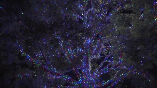 Beautiful Colorful Christmas Lights Trees Neighborhood — Stock Video