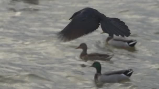 Moción Lenta Pájaros Grackle Patos Mallard White Rock Lake Dallas — Vídeos de Stock