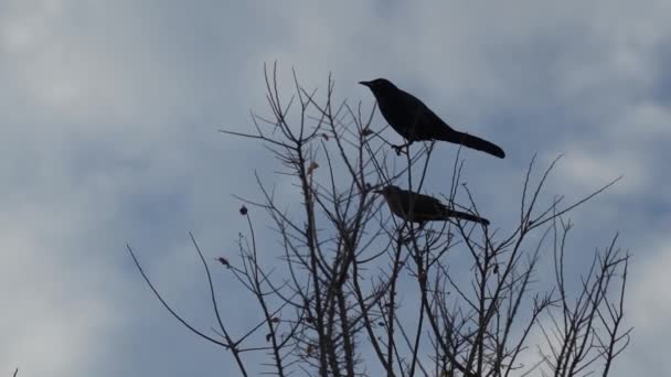 Slow Motion Grackle Birds Mallard Ducks Nad Jeziorem White Rock — Wideo stockowe