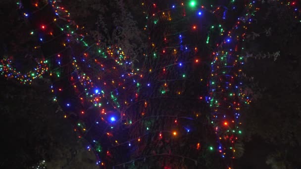 Beautiful Colorful Christmas Lights Trees Neighborhood — Stock Video