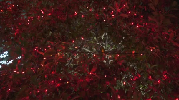 Όμορφα Πολύχρωμα Χριστουγεννιάτικα Φώτα Δέντρα Γύρω Από Γειτονιά — Αρχείο Βίντεο