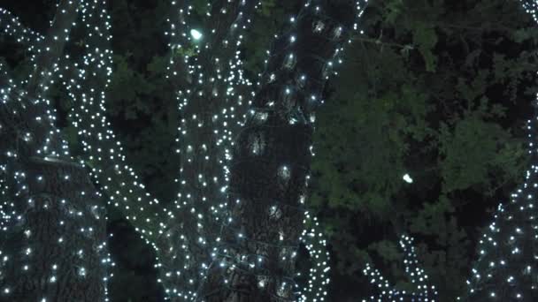 Beautiful Colorful Christmas Lights Trees Neighborhood — Stock Video