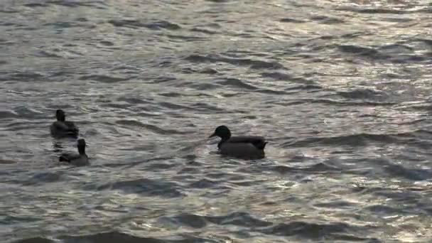Slow Motion Grackle Birds Mallard Ducks White Rock Lake Dallas — Stock Video