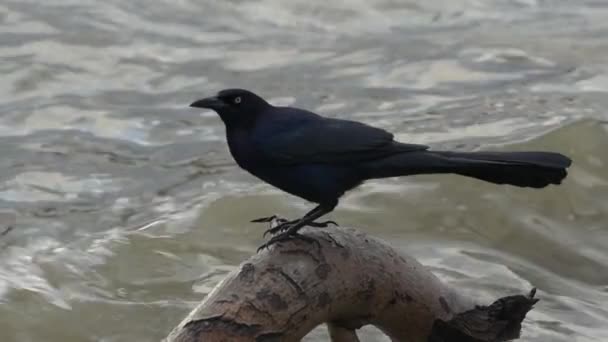Grackle Birds Mallard Ducks White Rock Lake Dallas — 비디오