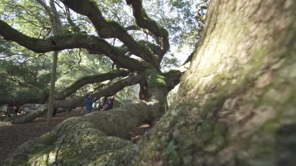 Charleston South Caroline Usa Angel Oak Tree Southern Live Oak — Vídeo de Stock