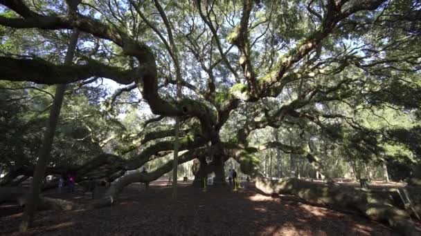 Charleston Güney Caroline Abd Güney Melek Meşesi Johns Adası Nda — Stok video