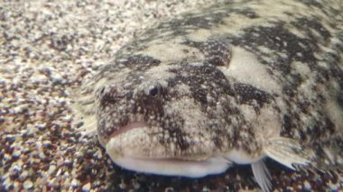 Flounder Flat Fish at the bottom of ocean - the most unusual vertebrate animals on our planet