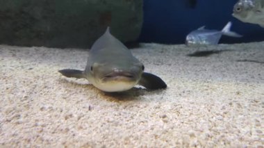 Close Up Cute Fish at bottom of sea