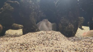 White Octopus Hiding Between a Rocks Ocean Sea