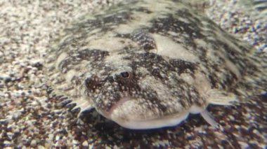 Flounder Flat Fish at the bottom of ocean - the most unusual vertebrate animals on our planet