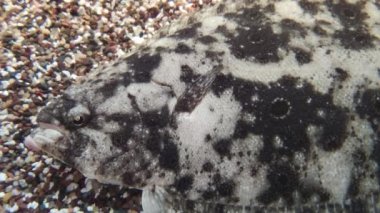 Flounder Flat Fish at the bottom of ocean - the most unusual vertebrate animals on our planet