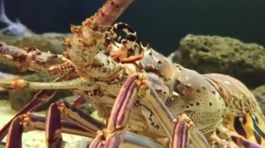 Giant Lobster on the sea floor close up