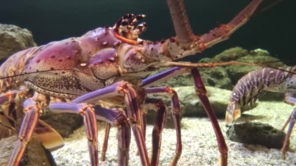 Giant Lobster Sea Floor Close — Stock video