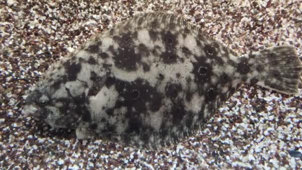 Flounder Flat Fish Fondo Del Océano Los Animales Vertebrados Más — Vídeos de Stock