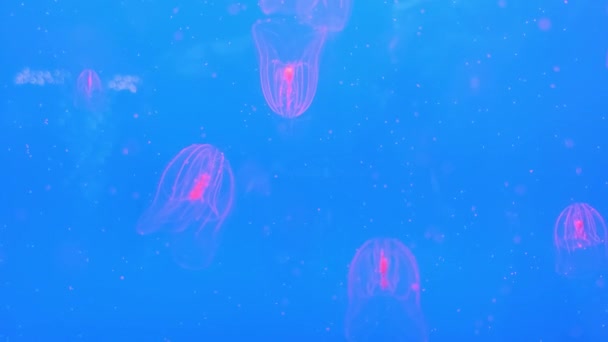 Jellyfish Sea Jellies Floating Ocean Sea — стоковое видео