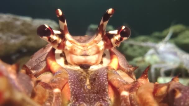 Giant Lobster Sea Floor Close — Vídeo de Stock