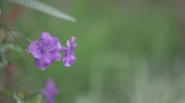 Close Up Hand Touching Picking Purple Tropical Flower in the Garden