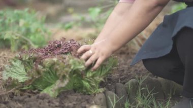Hand Picking Lettuce Leaves Vegetable from Garden Soil
