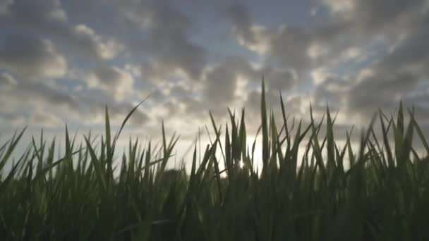 日落绿草稻田Kertalangu巴厘印度尼西亚 — 图库视频影像