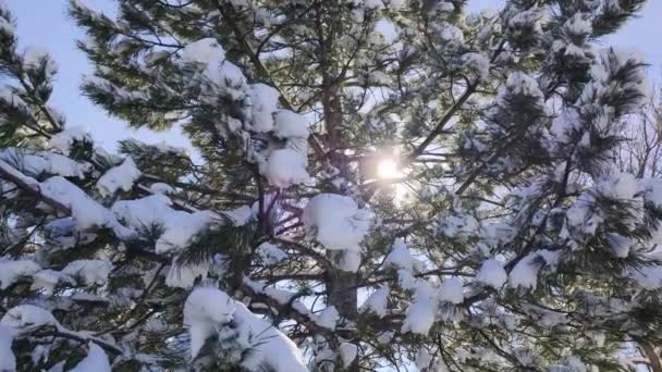 Χιόνι Στο Δέντρο Και Φως Του Ήλιου Χειμερινή Περίοδο — Αρχείο Βίντεο