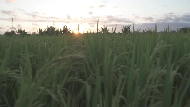 Zachód Słońca Bujna Zielona Trawa Ryż Pole Kertalangu Bali Indonezja — Wideo stockowe