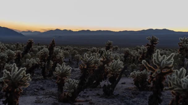 Time Lapse Alba Cholla Cactus Garden Nel Parco Nazionale Joshua — Video Stock