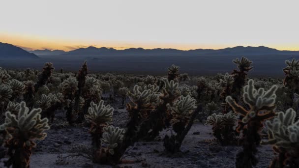 Joshua Tree Ulusal Parkı Ndaki Cholla Kaktüs Bahçesinde Gündoğumu — Stok video