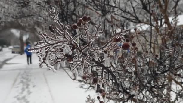 Παγωμένο Δέντρο Που Καλύπτεται Από Πάγο Μετά Χειμερινή Χιονοθύελλα — Αρχείο Βίντεο