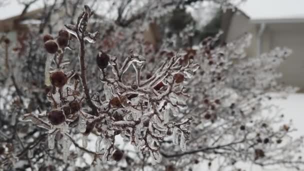 冬雪后被冰覆盖的常春树 — 图库视频影像